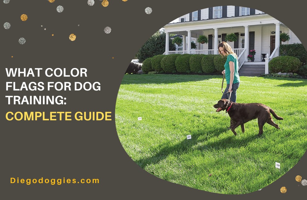 What Color Flags for Dog Training