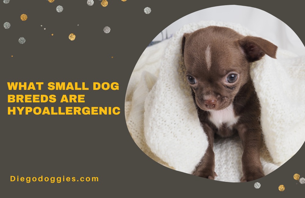 What Small Dog Breeds Are Hypoallergenic