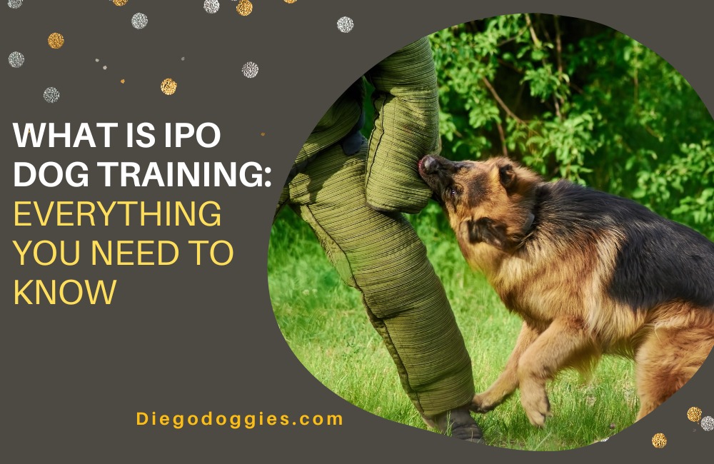 What is IPO dog training