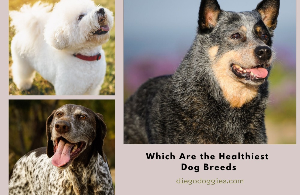 Which Are the Healthiest Dog Breeds
