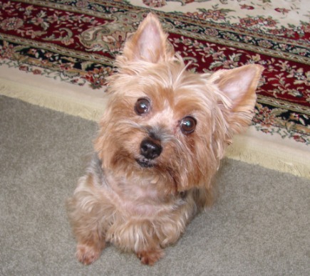 Yorkshire Terrier