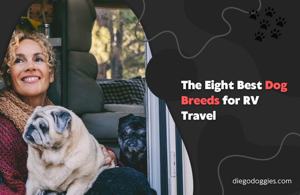 best dogs for rv living