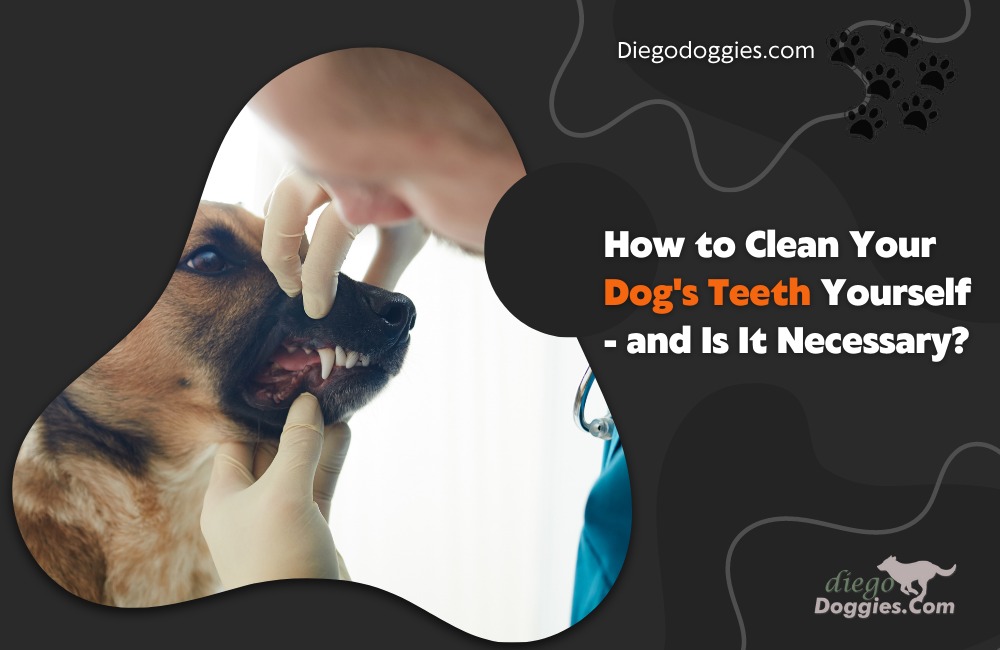 clean your dogs teeth