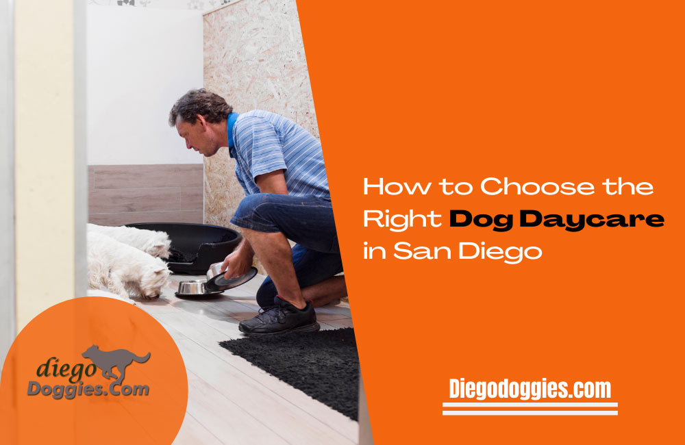 dog-day-care-San-Diego