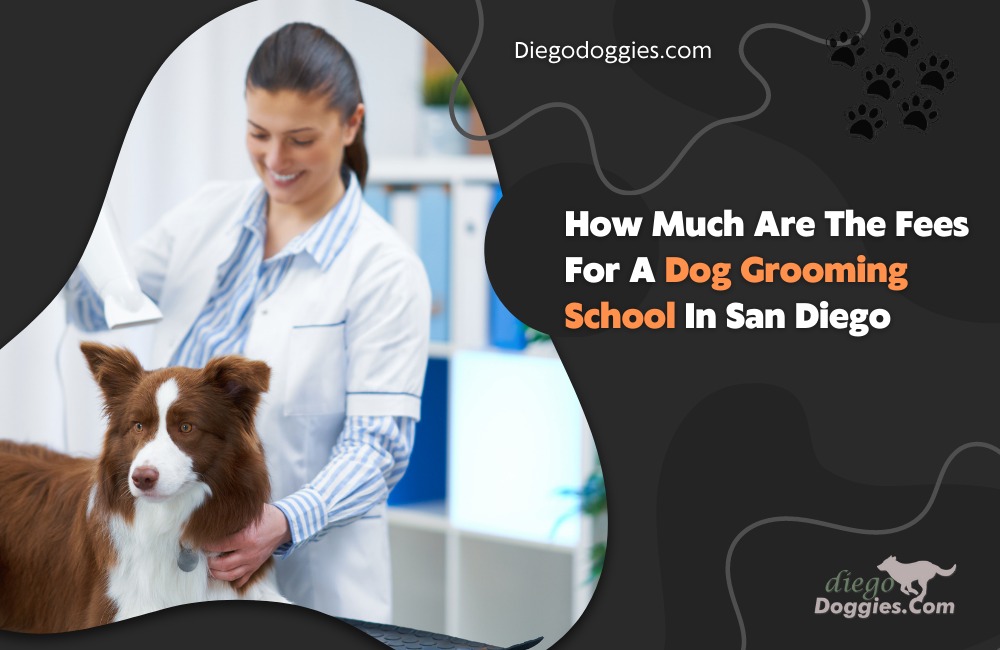dog grooming school in San Diego