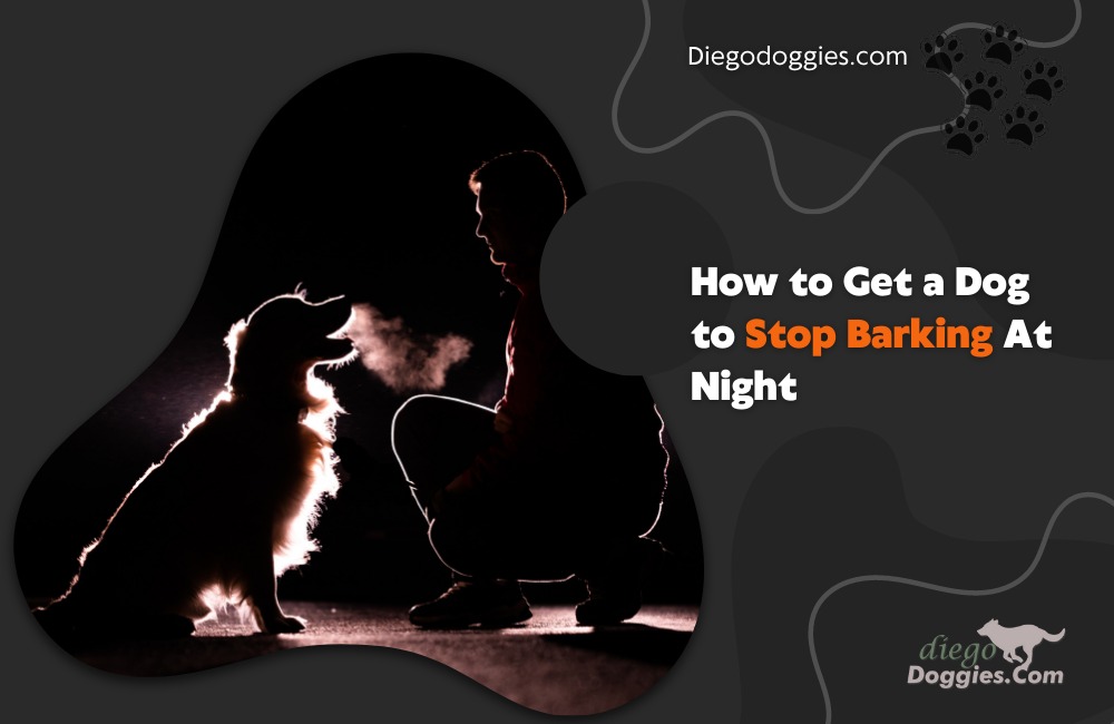 dog to stop barking at night