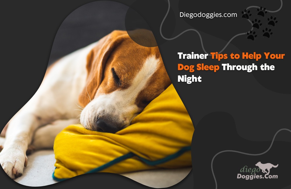 dogs to sleep at night