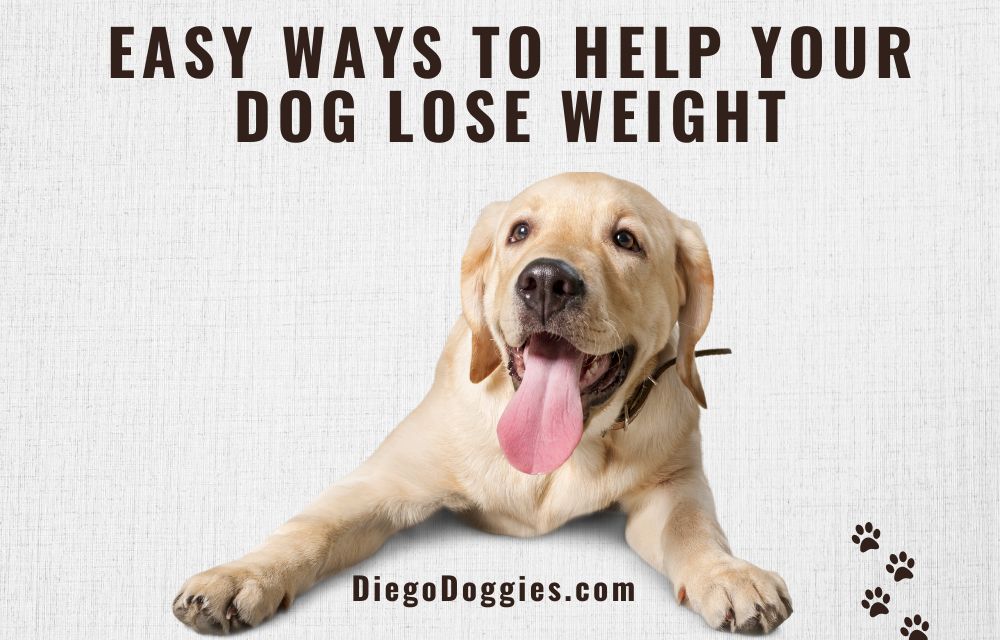 easy-ways-help-your-dog-lose-weight