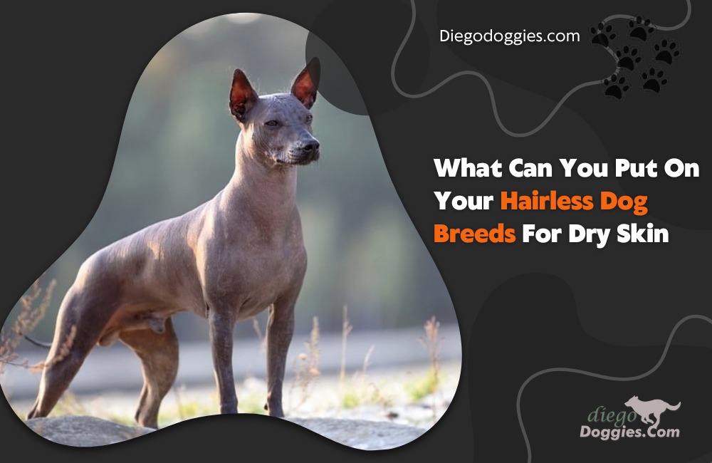 hairless dog breeds