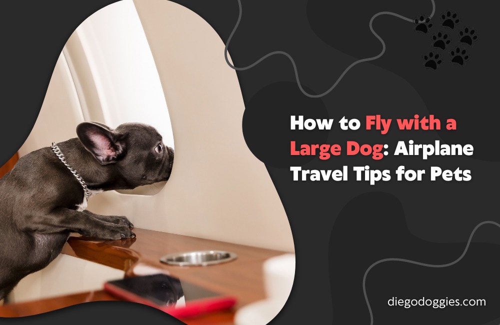how to fly with a large dog