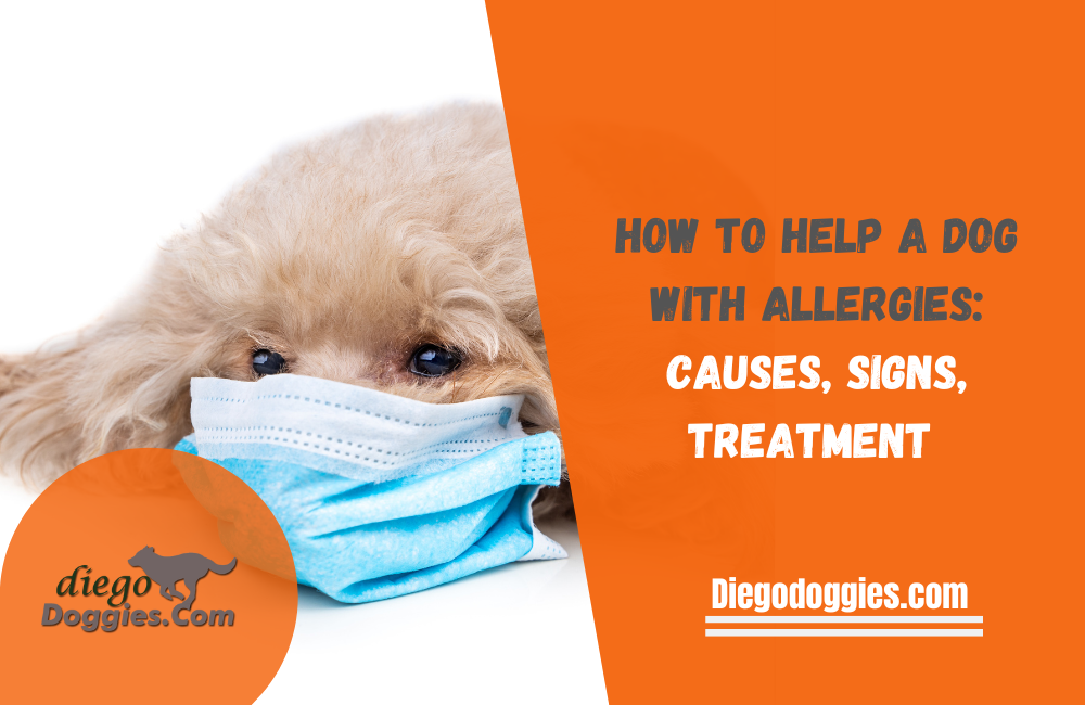 how to help a dog with allergies