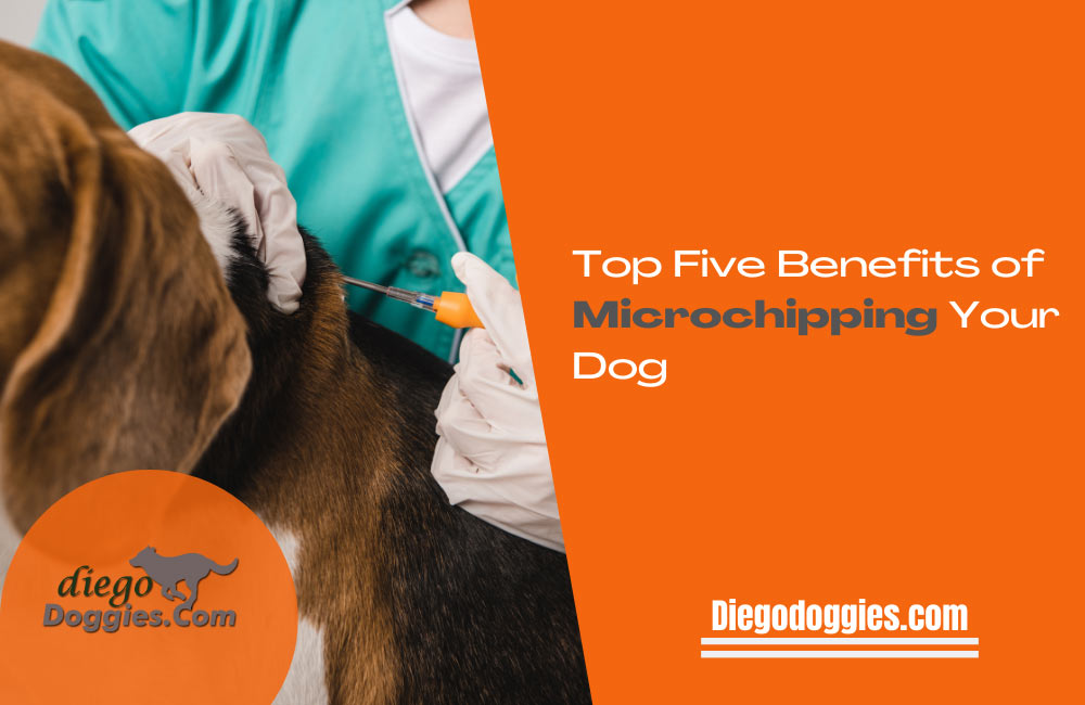 microchipping your dog