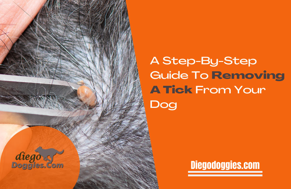 removing a tick from your dog